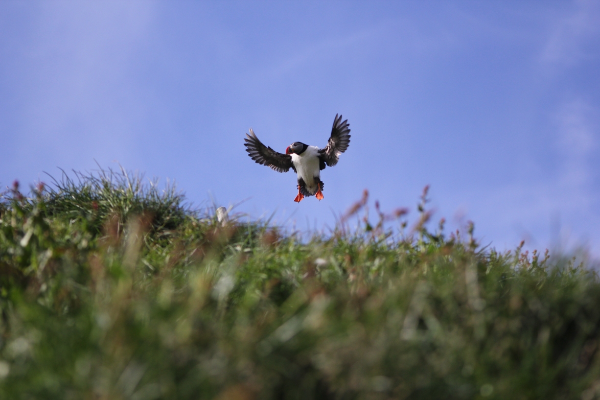 Fratercula arctica