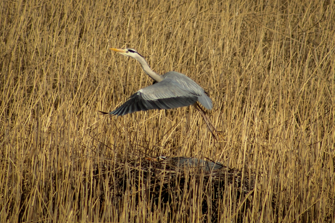 Ardea cinerea